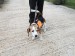 13 finský beagle zajímavá GPS s majáčkem na hřbetě